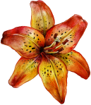 1-tiger-lily
