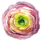 15-ranunculus